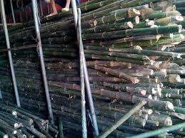 Poteau en bambou vert naturel exportation du Vietnam-matières premières // vacances - Product Image 5