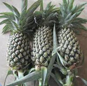 Piña en almíbar Piña concentrada de fruta fresca natural al por mayor - Product Image 1