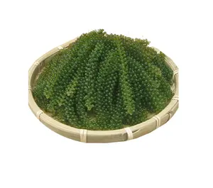 องุ่นทะเลแห้งรสชาติอร่อย - Product Image 1