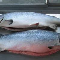 Whole Frozen Salmon Fish, Salmon Head for Sale