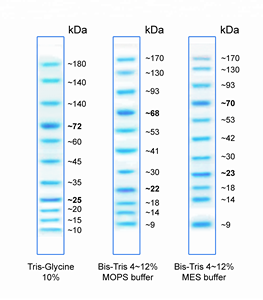 บันไดมาร์กเกอร์โปรตีน KDA prestained BlueAQUA_10-180 (เป็นกลุ่มมี OEM ให้เลือก) 250uL X 2/แพ็คเจลซับ - Product Image 2