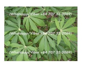 Manioc surgelé/tapioca surgelé/saka saka - Product Image 5