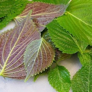 Perilla Verde Shiso de la Mejor Calidad - Product Image 2