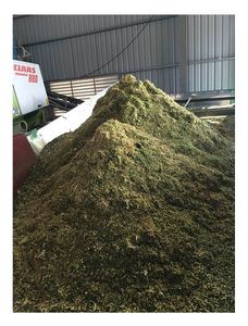 ENSILAGE DE MAÏS DE BONNE QUALITÉ POUR LES BOVINS À PRIX BON PRIX - Product Image 2