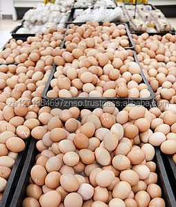 Huevos Frescos de Gallina de Engorde Cobb 500 y Ross 308 / Huevos de Gallina Ross / Huevos de Pollo de Engorde en Venta a Precios Económicos - Product Image 4