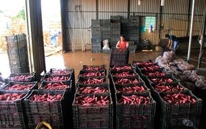 VENTA CALIENTE PATATA DULCE/BATATA DOCE PARA IMPORTADORES EN EL MUNDO - Product Image 2