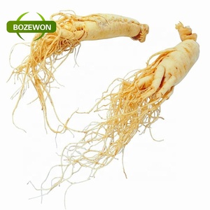 Extrato de Ginseng Americano, Pó de Raiz de Ginseng Vermelho Coreano, Extrato Herbal 100% Natural, Grau A, Extração por Solvente em Embalagem de Tambor - Product Image 3
