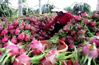 Biologische verse witte tropische drakenvrucht uit Vietnam - Viet Delta merk - 30 dagen houdbaarheid - Bulkbestellingen mogelijk - Kevin