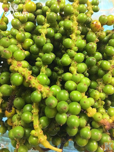 พริกเขียวอบแห้งพริกเขียวในเวียดนาม - Product Image 5