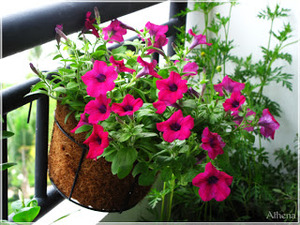 Ollas de fibra de coco, ollas de fibra de coco - Product Image 4