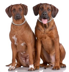 Kingtale Customized Solid <strong>Dog</strong> Leads Collars 201A Choke Chain Collar for Training <strong>Silver</strong> with Pet ID <strong>Tag</strong> for Walking - Product Image 4