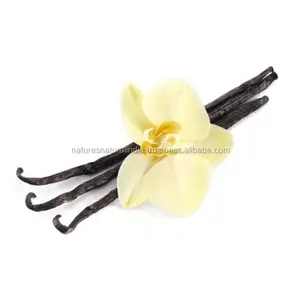 Professional Manufacturer of Essential Oil for Bulk Export Vanilla Oil Trusted Supplier India