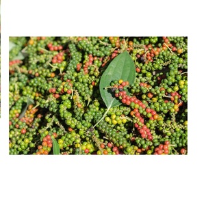 100% naturel séché poivre Épicé - Product Image 2