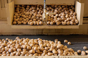Nueces Secas Crudas de Alta Calidad al por Mayor, Paquete de 10 kg a Precio Económico - Product Image 5