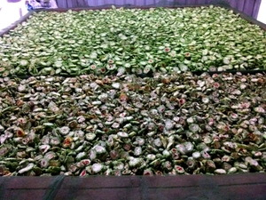 OFFRE DE MELON AMER SÉCHÉ DU VIETNAM - Product Image 2