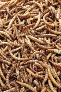 Mealworms secos para comida de mascotas, microondas - Product Image 3