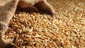 Gruaux d'orge décortiqués biologiques de haute qualité, sacs de 25kg, orge séchée sans OGM pour l'alimentation animale - Product Image 2