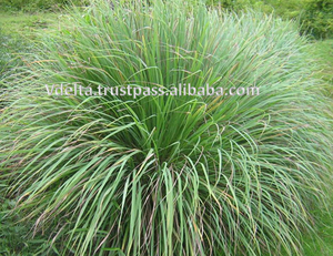 Gazon citron givré en aluminium, avec pistes + 84 966 058 257, meilleur prix - Product Image 3