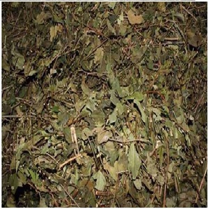 แห้ง Ampelopsis cantoniensis/ - Product Image 3