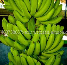 Plátano de fruta fresca, el mejor proveedor de Vietnam, venta al por mayor - Product Image 4