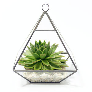 Terrario de metal de vidrio templado, terrario geométrico decorativo para plantas de interior, Terrario de vidrio - Product Image 1