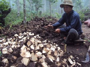 New Crop <b>Fresh</b> <b>Taro</b> From Viet Nam 2024 - Product Image 5