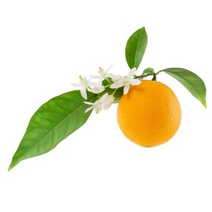 Aceite esencial de neroli orgánico certificado N. ° 1 de la India, propiedades antienvejecimiento, exportador de ingredientes de árbol de té puro a precios competitivos - Product Image 6