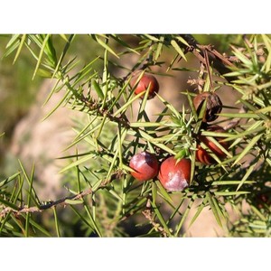 100% Pure Cade Aceite esencial Juniperus Oxycedrus Aceite de alquitrán de madera para cabello y piel Proveedor a granel con etiqueta privada en India - Product Image 5