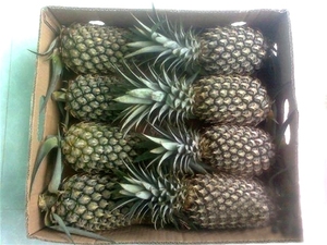 ANANAS DORÉ FRAIS - Product Image 2