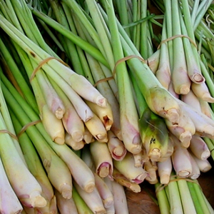 Citronnelle fraîche/citronnelle du VIETNAM 2022 - Product Image 1