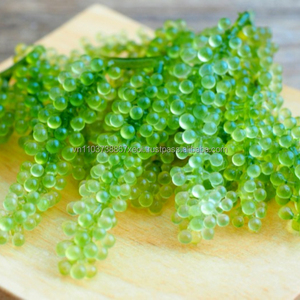 Algas Marinas al por mayor de Vietnam/uva marina - Product Image 2