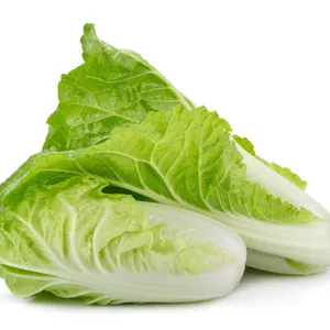 Fresh Chinese Cabbage / WHATSAPP +84 845639639
