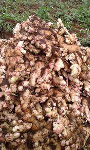 GINGEMBRES FRAIS/GINGEMBRES SECS VIETNAM SAISON 2020 - Product Image 6