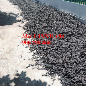 Arbre à argan / Graines de lebbek - Product Image 6