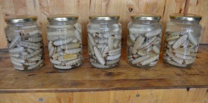 ราชินีปลวกราคาถูกที่ดีที่สุดจากเวียดนาม - Product Image 2