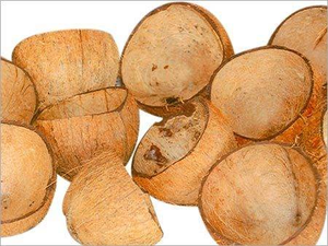 Coquille de noix de coco très épaisse pour la culture des plantes - Product Image 2