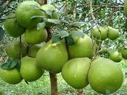 HECHO EN VIETNAM EL PRECIO BARATO REBANADAS DE POMELO SECAS rodajas de cítricos secos/deshidratados - Product Image 3