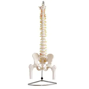 Top Grade Eco Friendly PVC Material Human Vertebral Column (Spine) Model With Pelvis & Femur Heads At Cheap Price