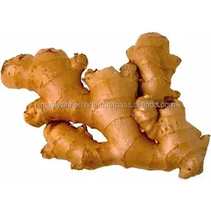 Private Label 100% plant extract heat-sensitive Ginger therapy essential oil for massage hot selling india