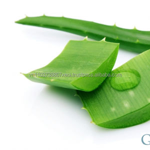 Extrait d'aloès aloevera poudre produits pour l'exportation fabriqué au Vietnam - Product Image 2