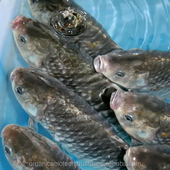 魚の一般的な病気のプロバイオティクスを防ぐ魚の健康サプリメント