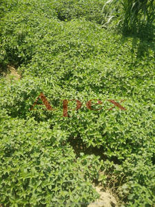 Feuilles de menthe verte séchées Mentha spicata Feuilles de menthe verte séchées - Product Image 4