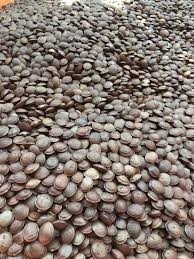 น้ำมันสกัดเย็นจากเวียดนามผู้ผลิต Sacha Inchi - Product Image 4