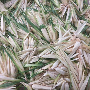 น้ำมันหอมระเหยเกรดอาหารธรรมชาติและบริสุทธิ์จาก100% อินเดีย - Product Image 5