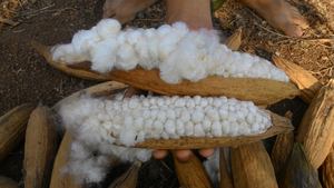 KAPOK-fibra KAPOK para almohada, alta calidad, para la exportación - Product Image 3