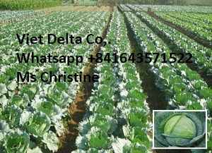 Chou frais (Légumes crucifères) de haute qualité 2kg Marque Viet Delta Certifié Phyto - Product Image 6
