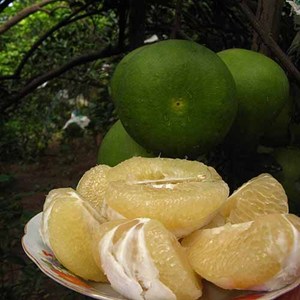 POMELO-pomelo especial vietnamita, POMELO fresco - Product Image 3