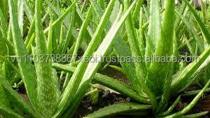 Ventas al por mayor Extracto de Aloe Vera 100% natural | Sra. Holiday - Product Image 2