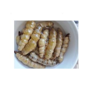 ราชินีปลวกราคาถูกที่ดีที่สุดจากเวียดนาม - Product Image 1