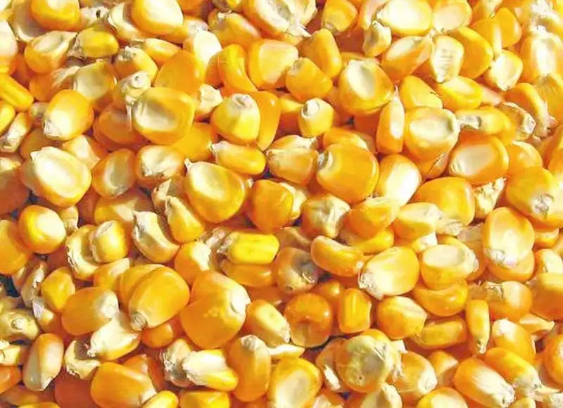 Amarillo Natural de maíz seco/amarillo maíz para la alimentación Animal